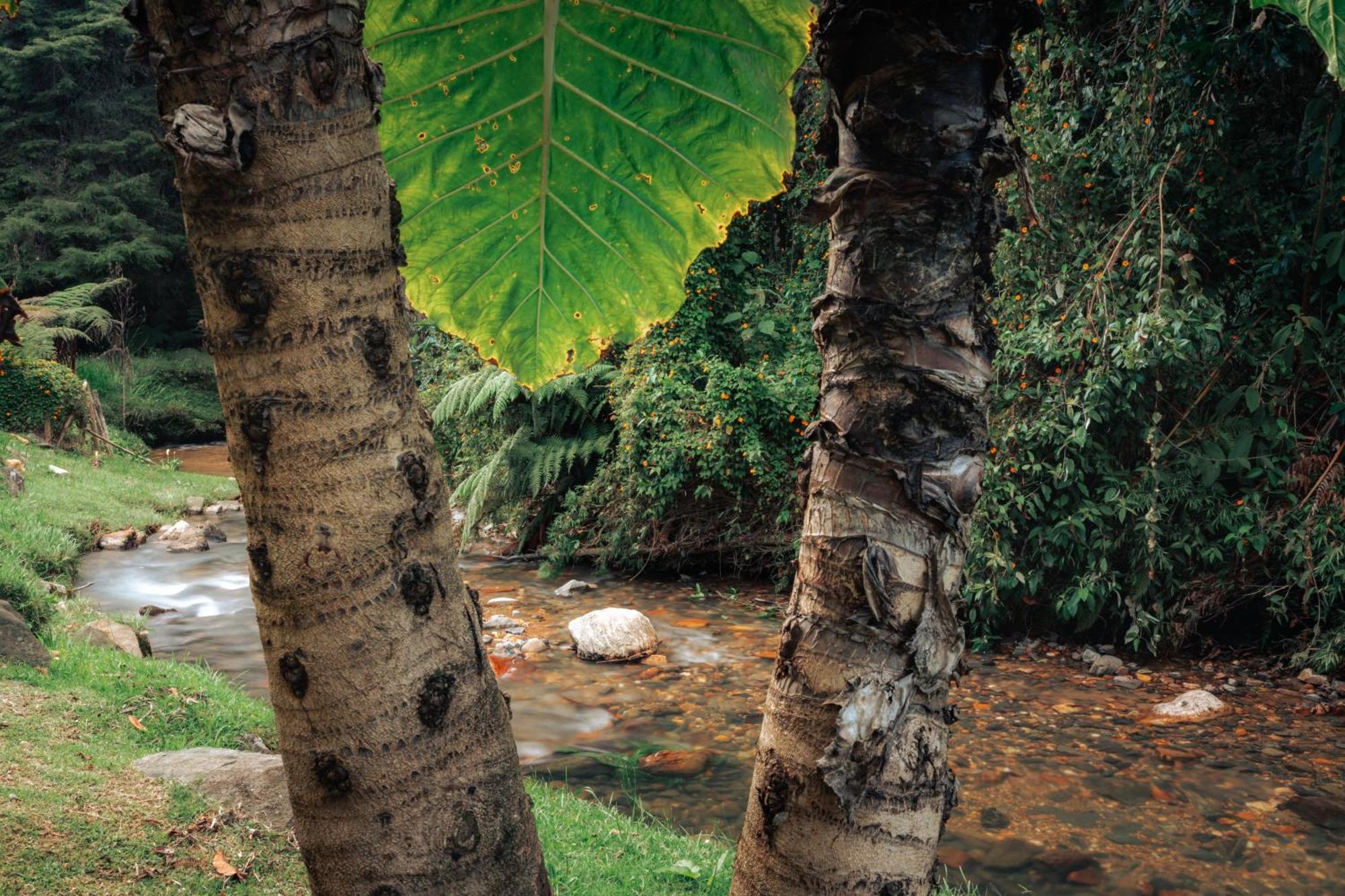 Bubblesky Glamping 15 Min From Medellin Otel Rionegro Dış mekan fotoğraf